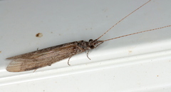 Triplectidinae