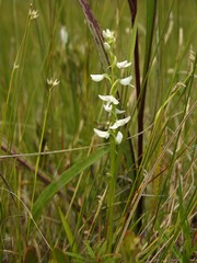 Platanthera dilatata