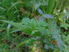 Geranium versicolor