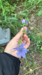 Cichorium intybus