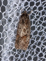 Acantholena siccella