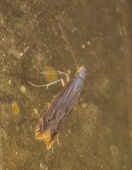 Isophrictis striatella