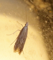 Isophrictis striatella