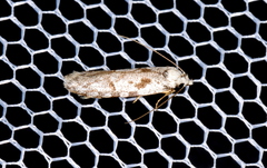 Oxythecta hieroglyphica