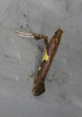 Caloptilia umbratella