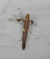 Caloptilia umbratella