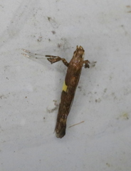 Caloptilia umbratella