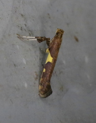 Caloptilia umbratella