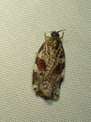 Archips myricana
