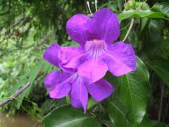 Bignonia