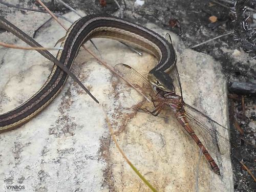 Cape Grass Lizard, Chamaesaura anguina