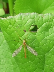 Nephrotoma cornicina