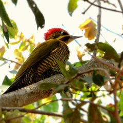 Piculus chrysochloros