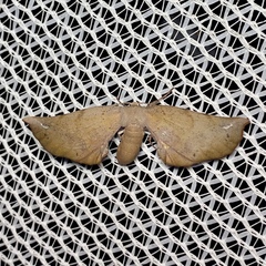 Parepisparis multicolora