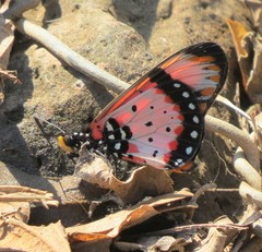 Acraea acara
