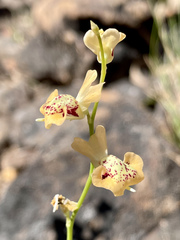 Utricularia fulva