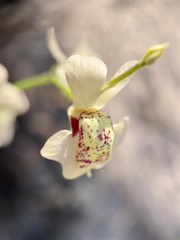 Utricularia fulva