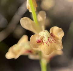 Utricularia fulva