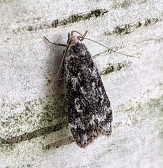 Anacampsis populella