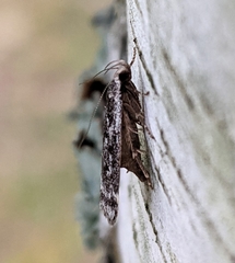 Anacampsis populella