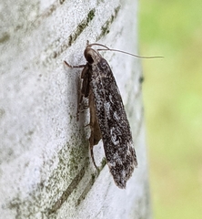 Anacampsis populella