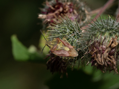 Carpocoris purpureipennis