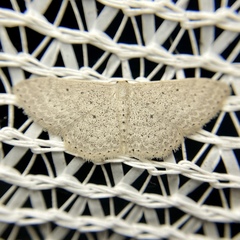 Scopula sublinearia