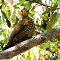 Piculus chrysochloros