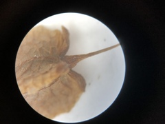 Rumex aquaticus