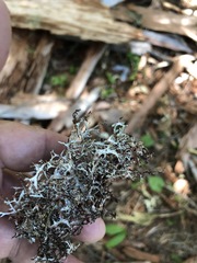 Platismatia stenophylla