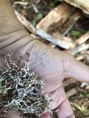 Platismatia stenophylla