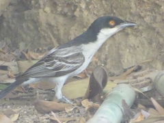 Dryoscopus gambensis