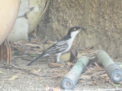 Dryoscopus gambensis