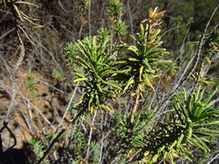 Pleocarphus revolutus