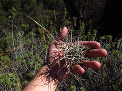 Tillandsia capillaris