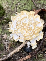 Sparassis spathulata