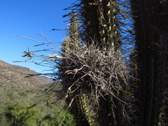 Tillandsia capillaris