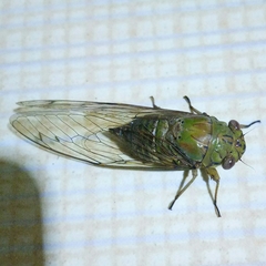 Orientopsaltria fuliginosa