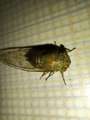 Orientopsaltria fuliginosa