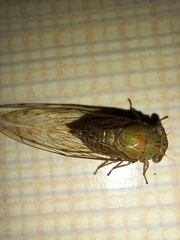 Orientopsaltria fuliginosa