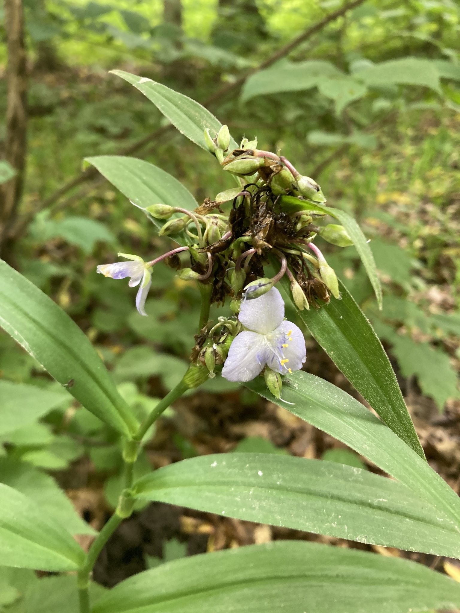 Zigzag Spiderwort (Tradescantia subaspera) · iNaturalist