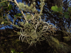 Tillandsia capillaris