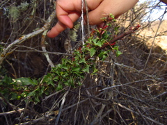 Berberis glomerata