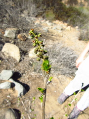 Anisomeria littoralis