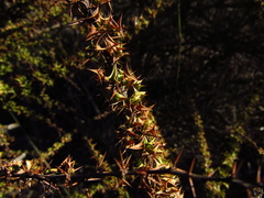 Berberis glomerata