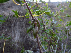 Vasconcellea chilensis