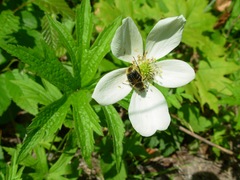 Trichiotinus assimilis