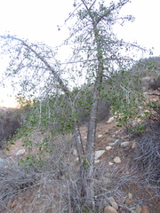 Vasconcellea chilensis