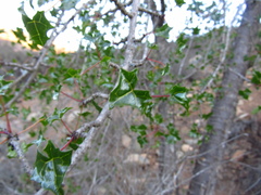 Vasconcellea chilensis