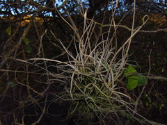 Tillandsia capillaris
